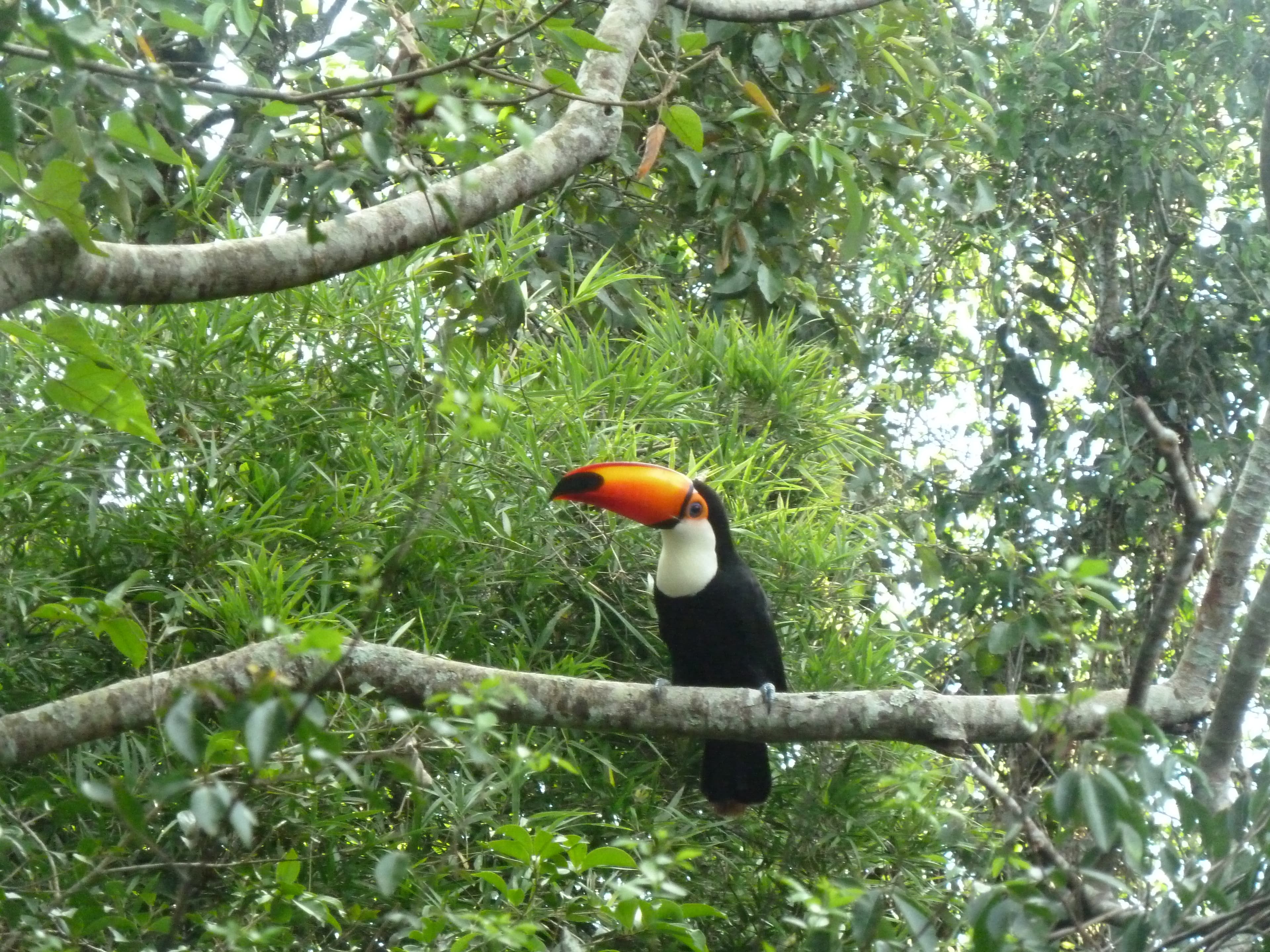 Photo from Iguazu Falls.
